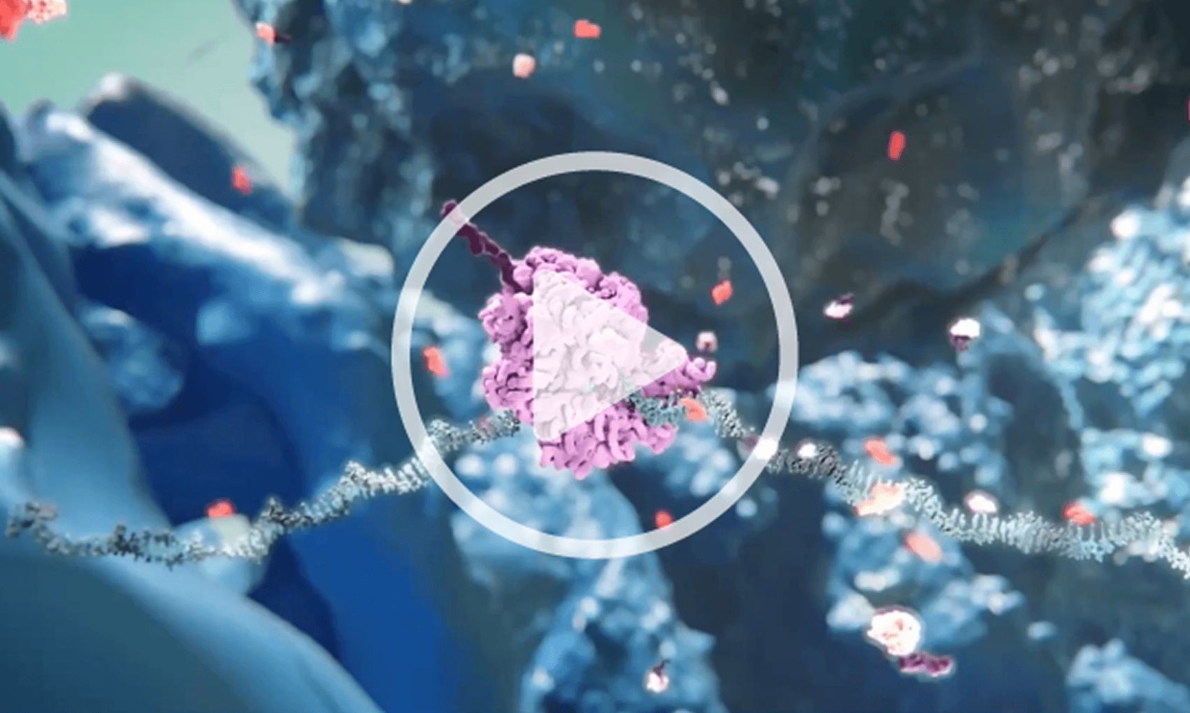 RNAi mechanism of action video poster