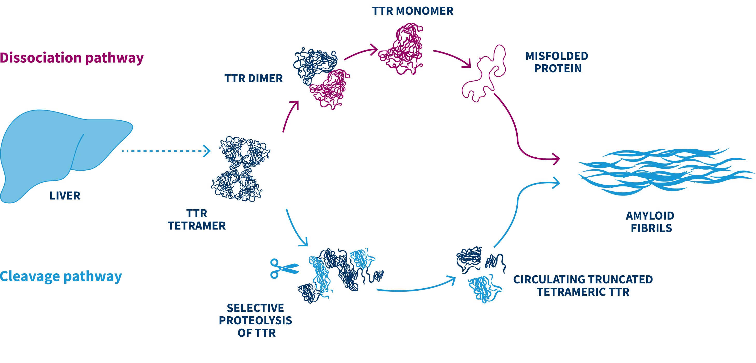 TTR amyloid formation diagram