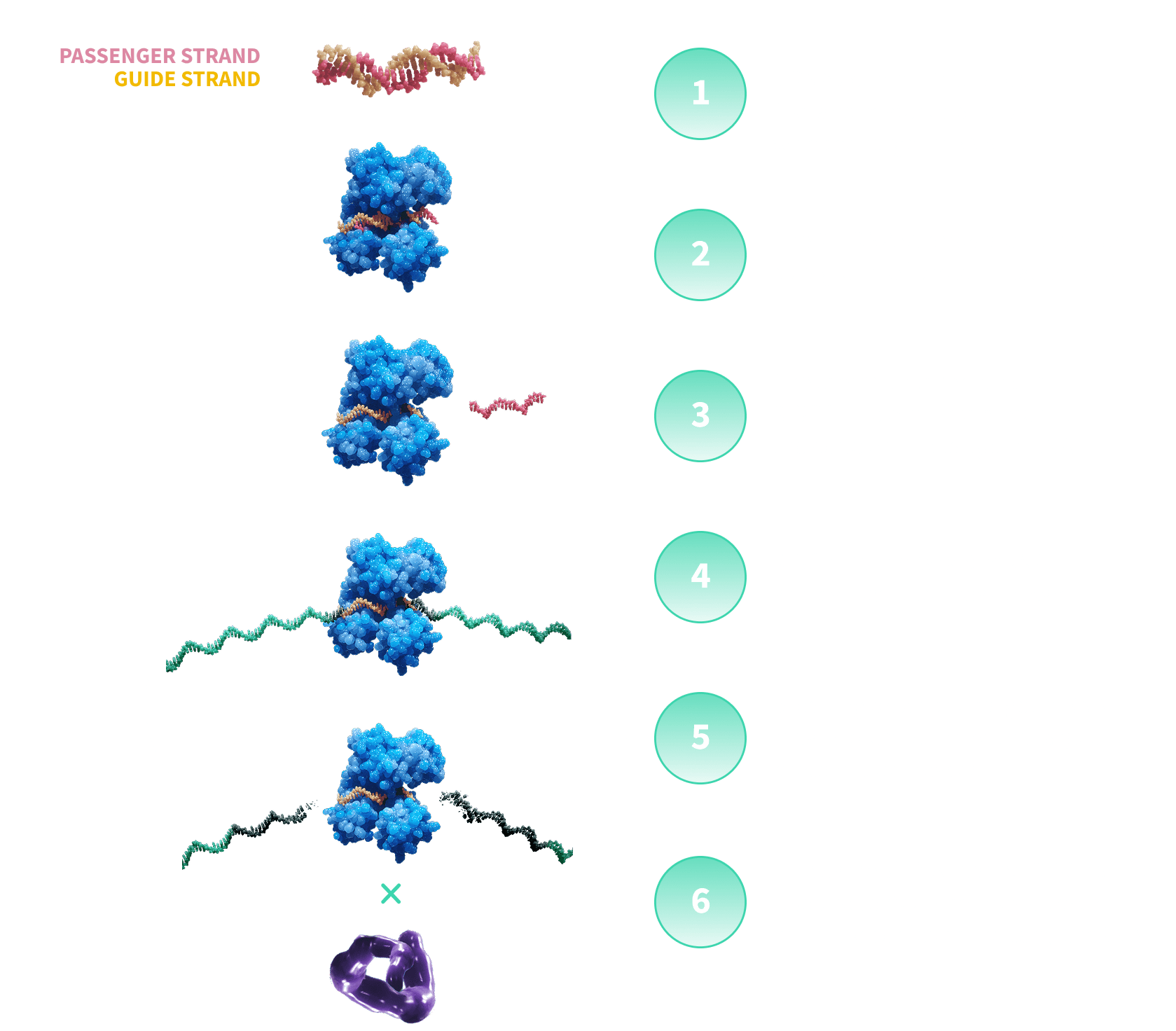 How RNAi therapeutics work